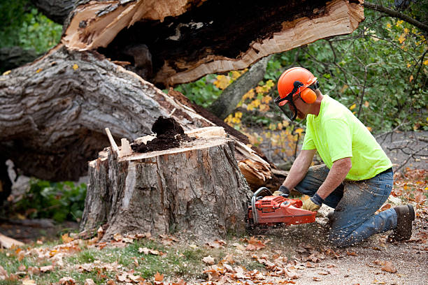 Best Best Tree Removal Services  in Lumberton, NC